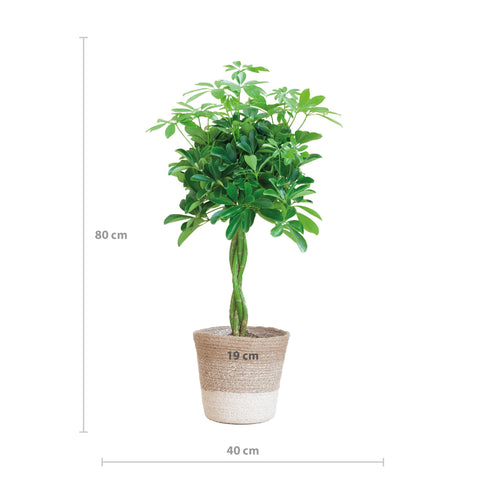 Combi deal - Schefflera Arab Nora