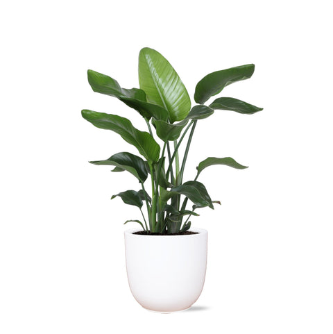 Combi deal - Strelitzia Nicolai