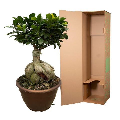 Ficus Microcarpa Ginseng