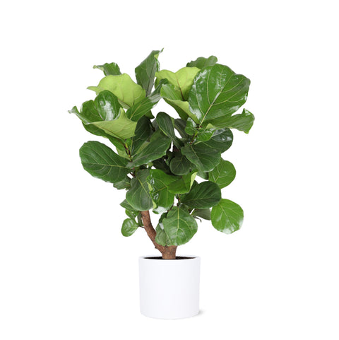 Combi deal - Ficus Lyrata (vertakt)