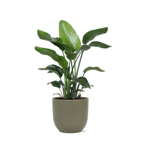 Combi deal - Strelitzia Nicolai