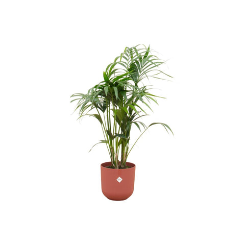 Combi deal - Kentia palm XXL