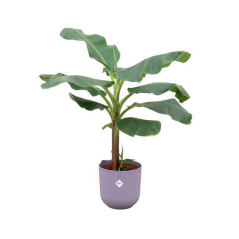 Combi deal - Bananenplant (Musa)