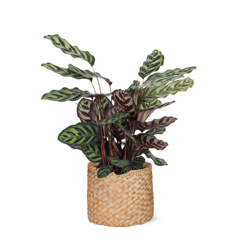 Combi deal - Calathea Makoyana