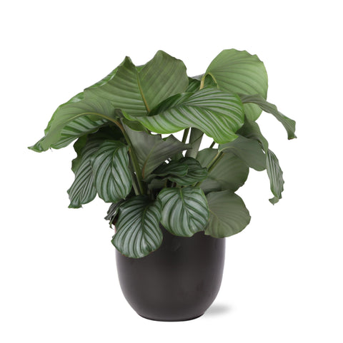 Combi deal - Calathea Orbifolia