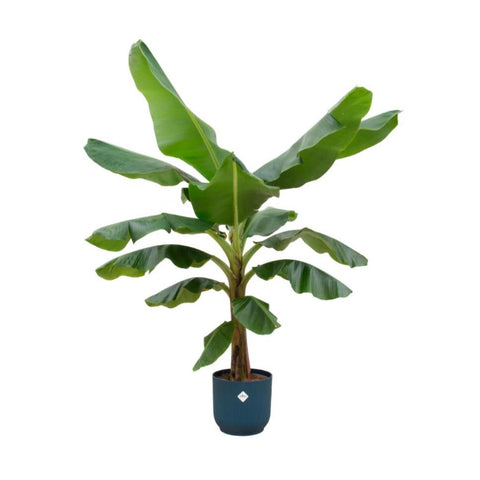 Combi deal - Bananenplant (Musa)