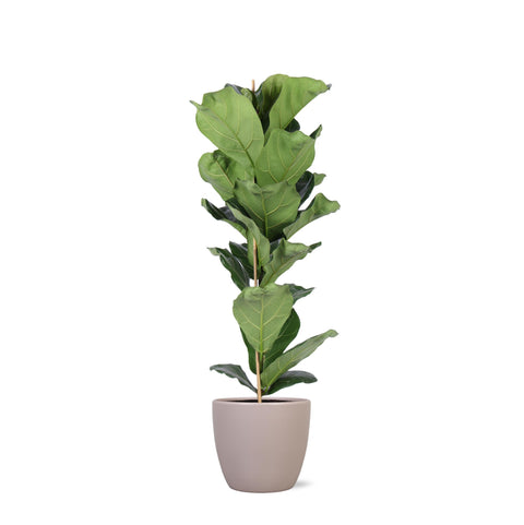 Combi deal - Ficus Lyrata