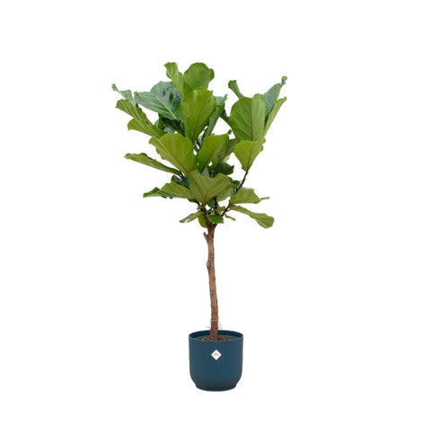 Combi deal - Ficus Lyrata stam