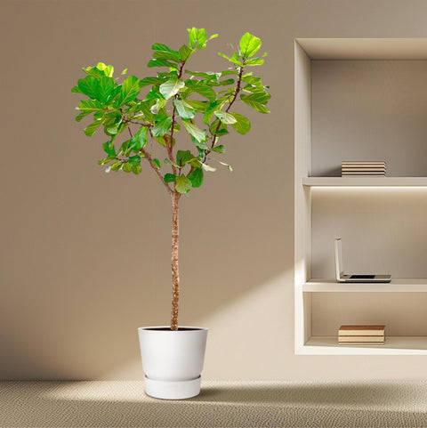 Ficus Lyrata boom XXXL