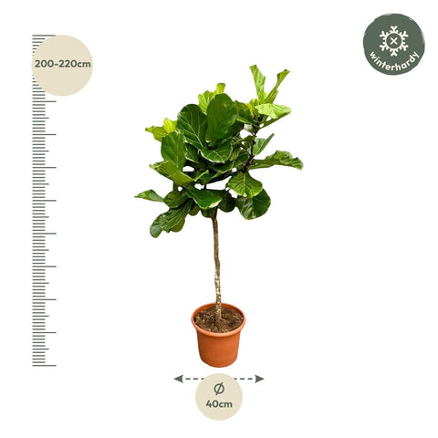 Ficus Lyrata boom XXL - 210 cm - ø40