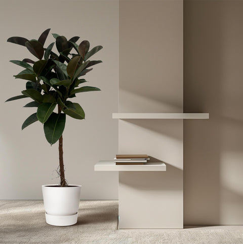 Ficus Elastica Robusta op stam