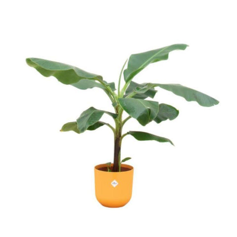 Combi deal - Bananenplant (Musa)