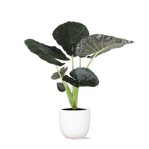 Combi deal - Alocasia Regal Shield