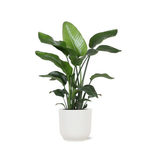 Combi deal - Strelitzia Nicolai