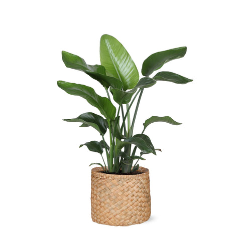 Combi deal - Strelitzia Nicolai