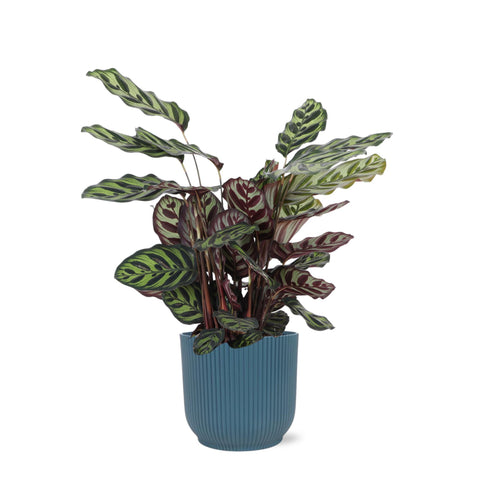 Combi deal - Calathea Makoyana