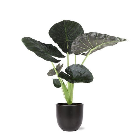 Combi deal - Alocasia Regal Shield