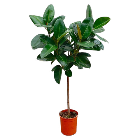 Ficus Elastica Robusta op stam