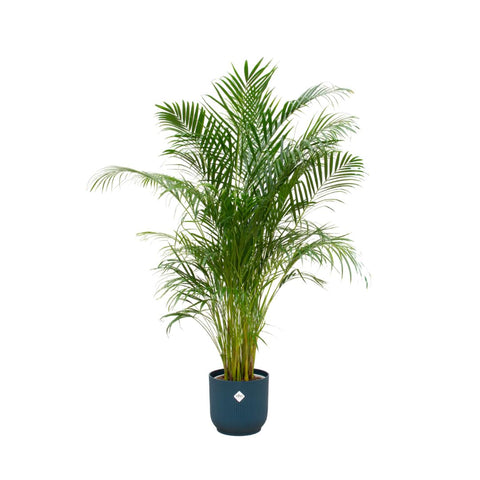 Combi deal - Areca palm (XL)