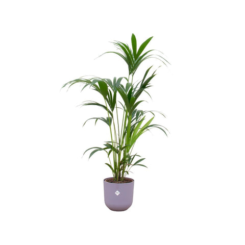 Combi deal - Kentia palm XXL