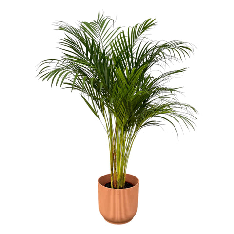 Combi deal - Areca palm (L)