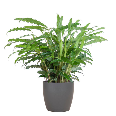 Combi deal - Calathea Rufibarba