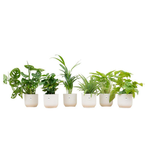 Verrassingsbox - 6 planten inclusief luxe pot Ø14